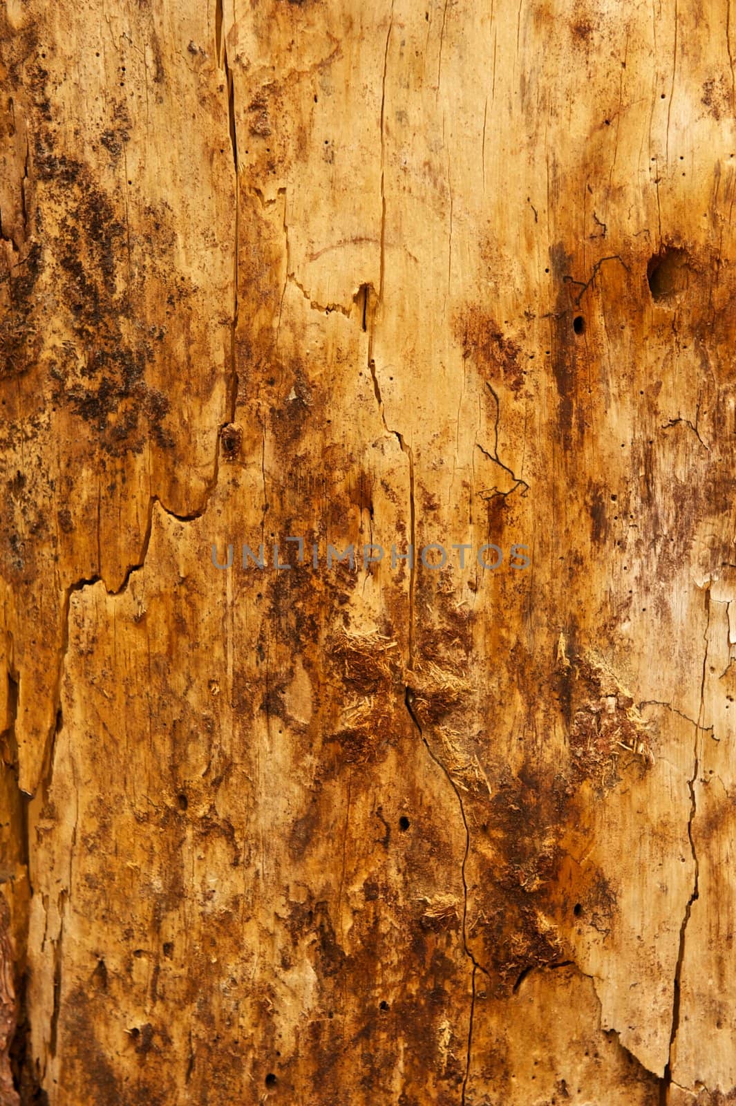A dirty Ponderosa Pine tree stripped of its bark with cracks on its surface