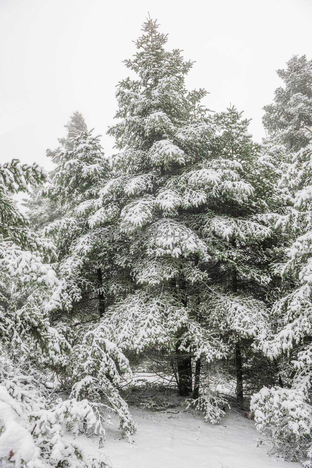 Pine forest under snow by akarelias