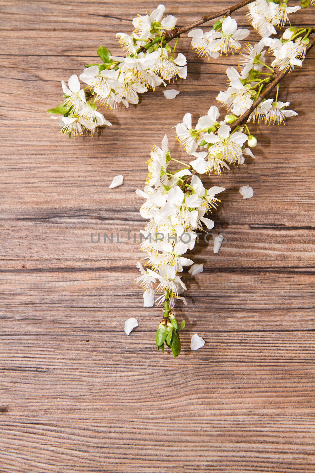 Wood background with spring flowers