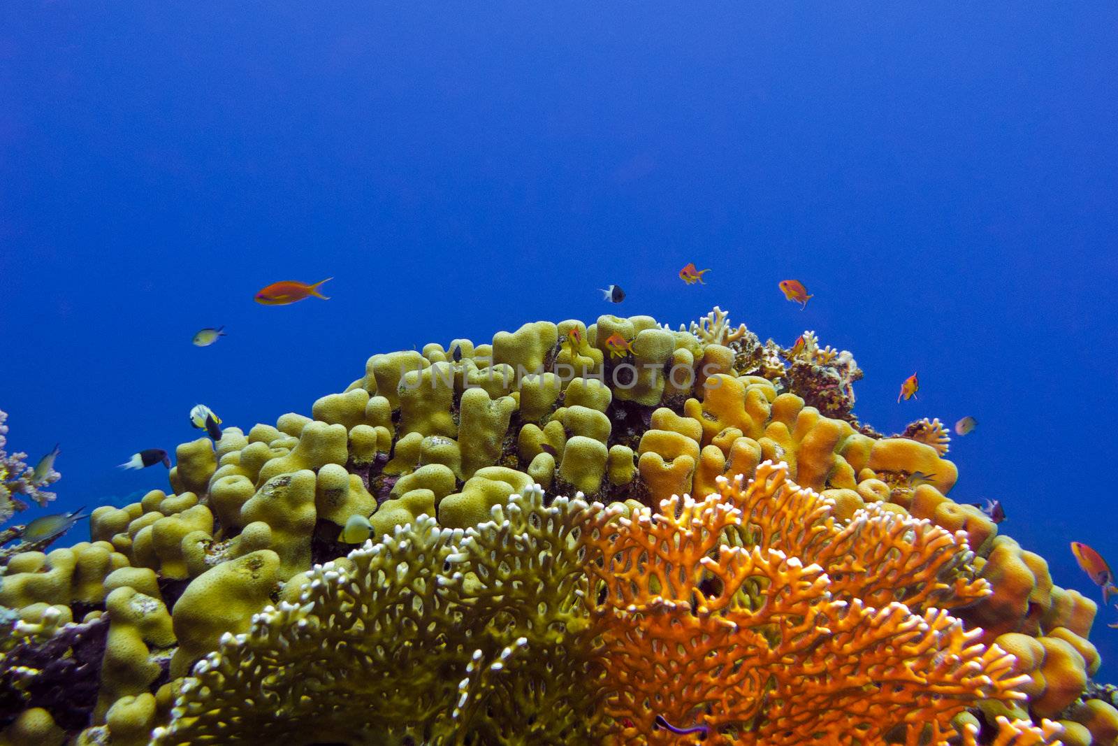 beautiful yellow hard coral at the bottom of tropical sea
