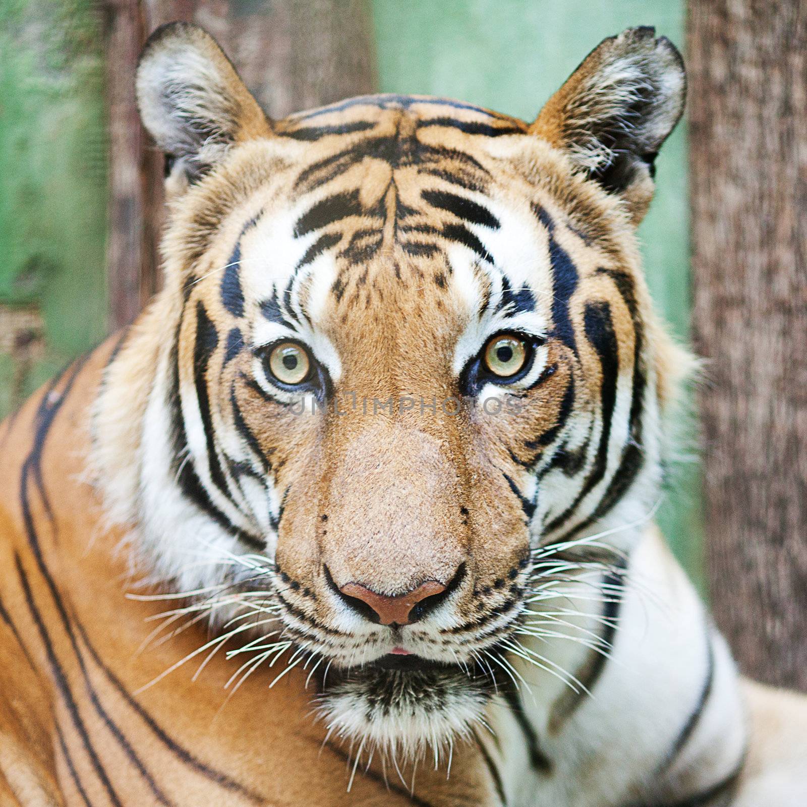 beautiful big tiger in a zoo by jannyjus
