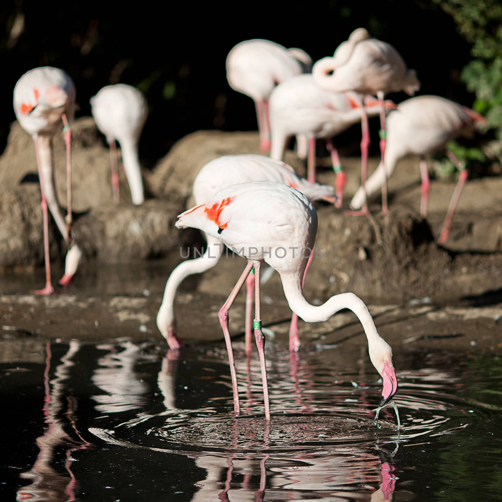 flamingo standing in water at the zoo