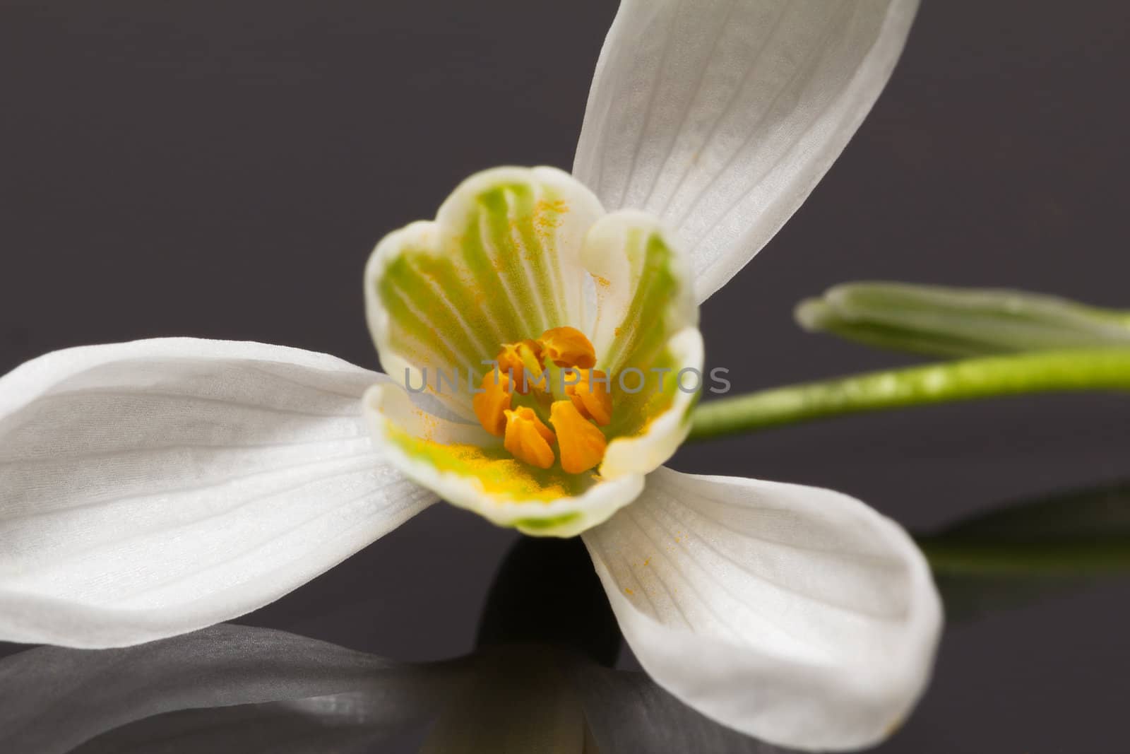single flower of snowdrop isolated on black background