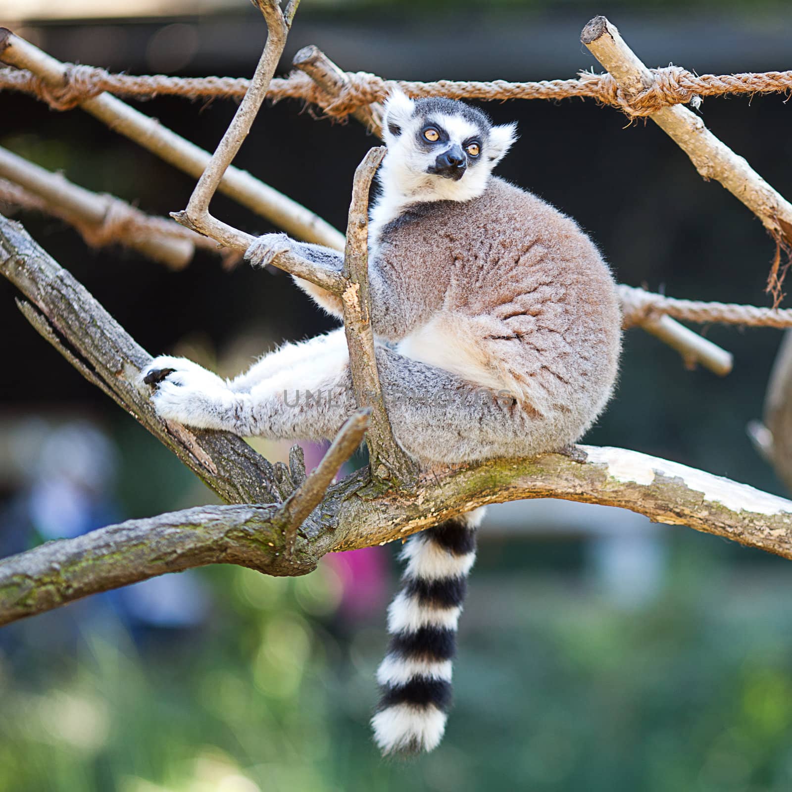 lemur sitting on the branches at the zoo