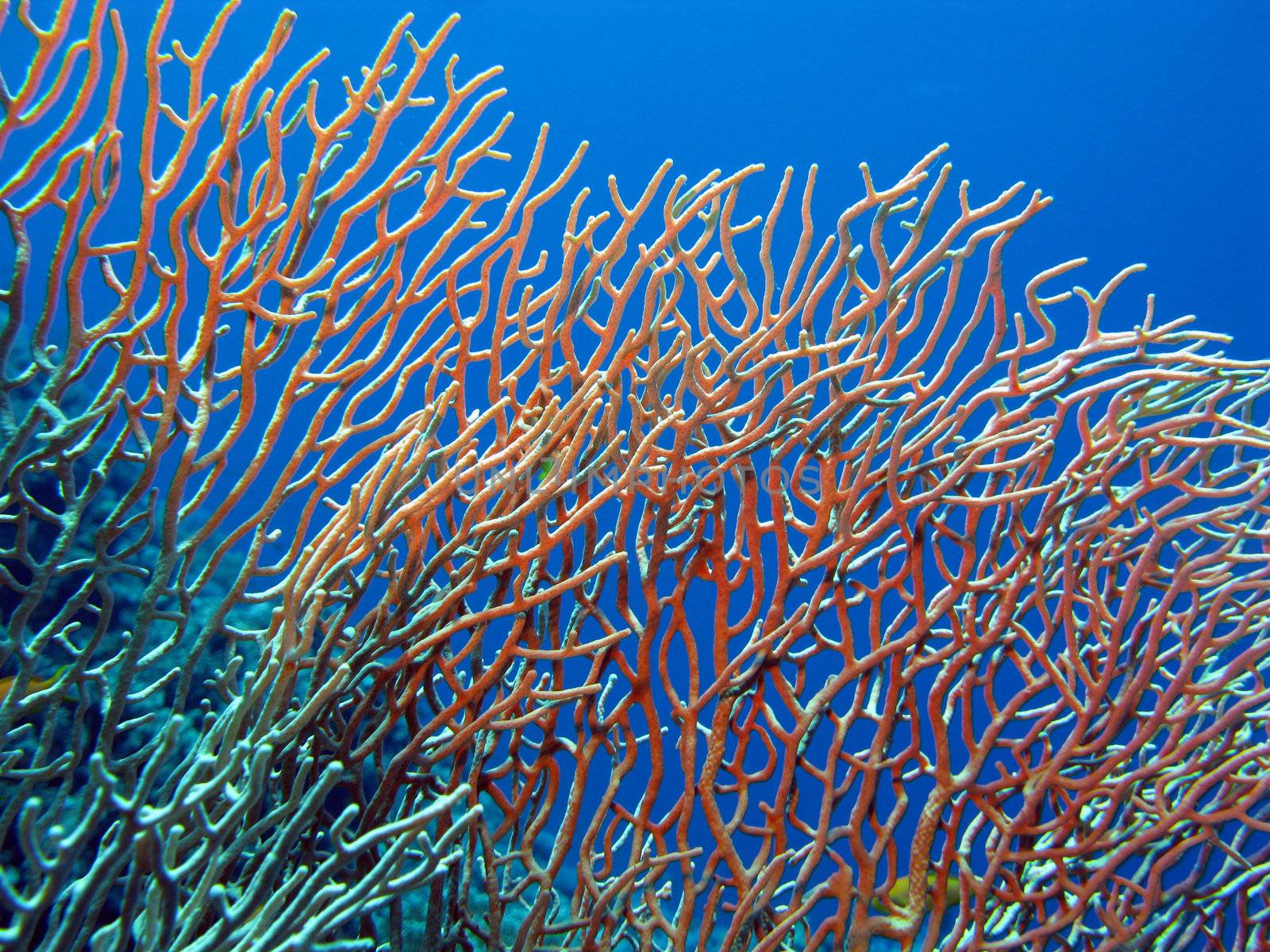 coral reef with great gorgonian at the bottom of tropical sea by mychadre77