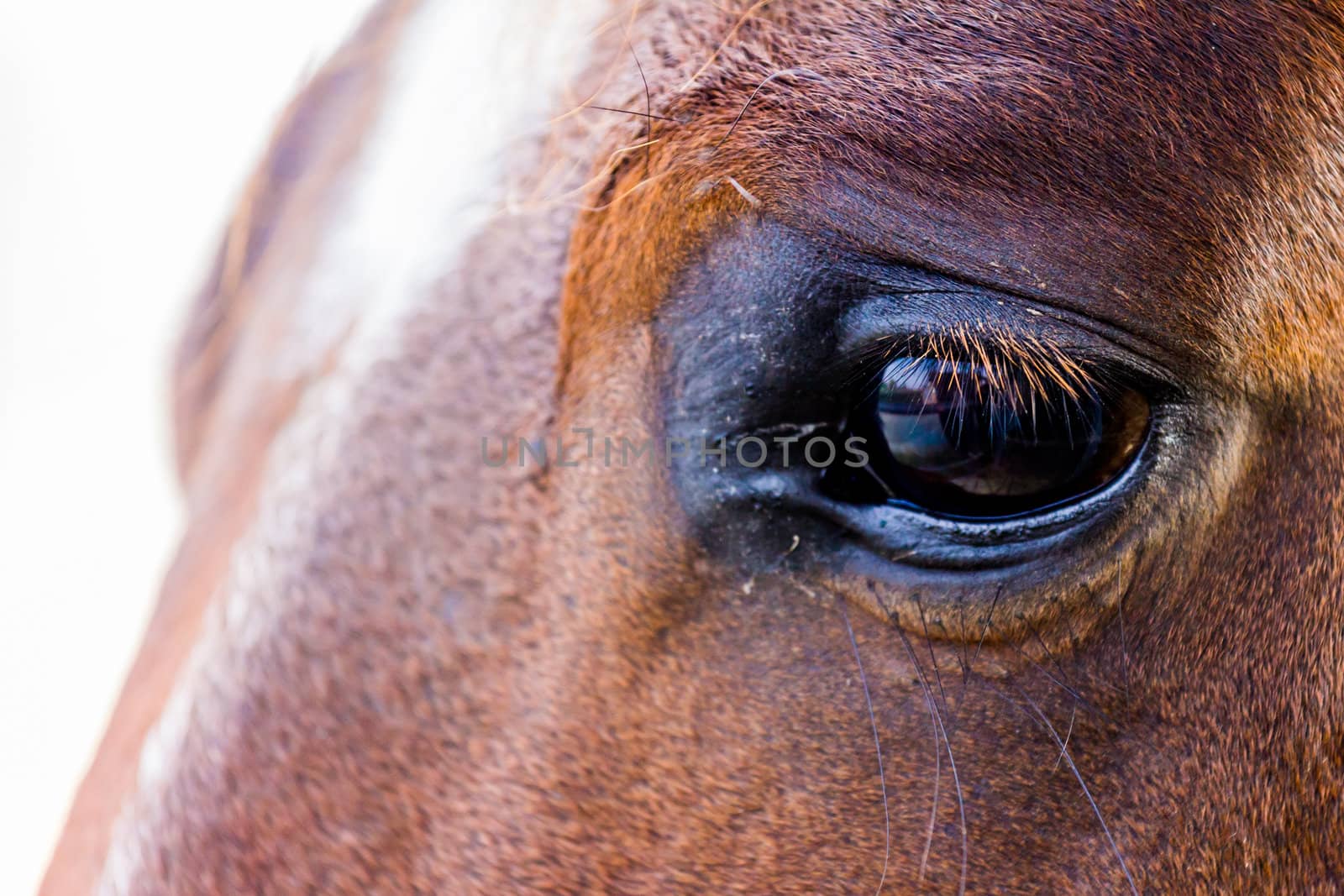 A sad eye of an horse