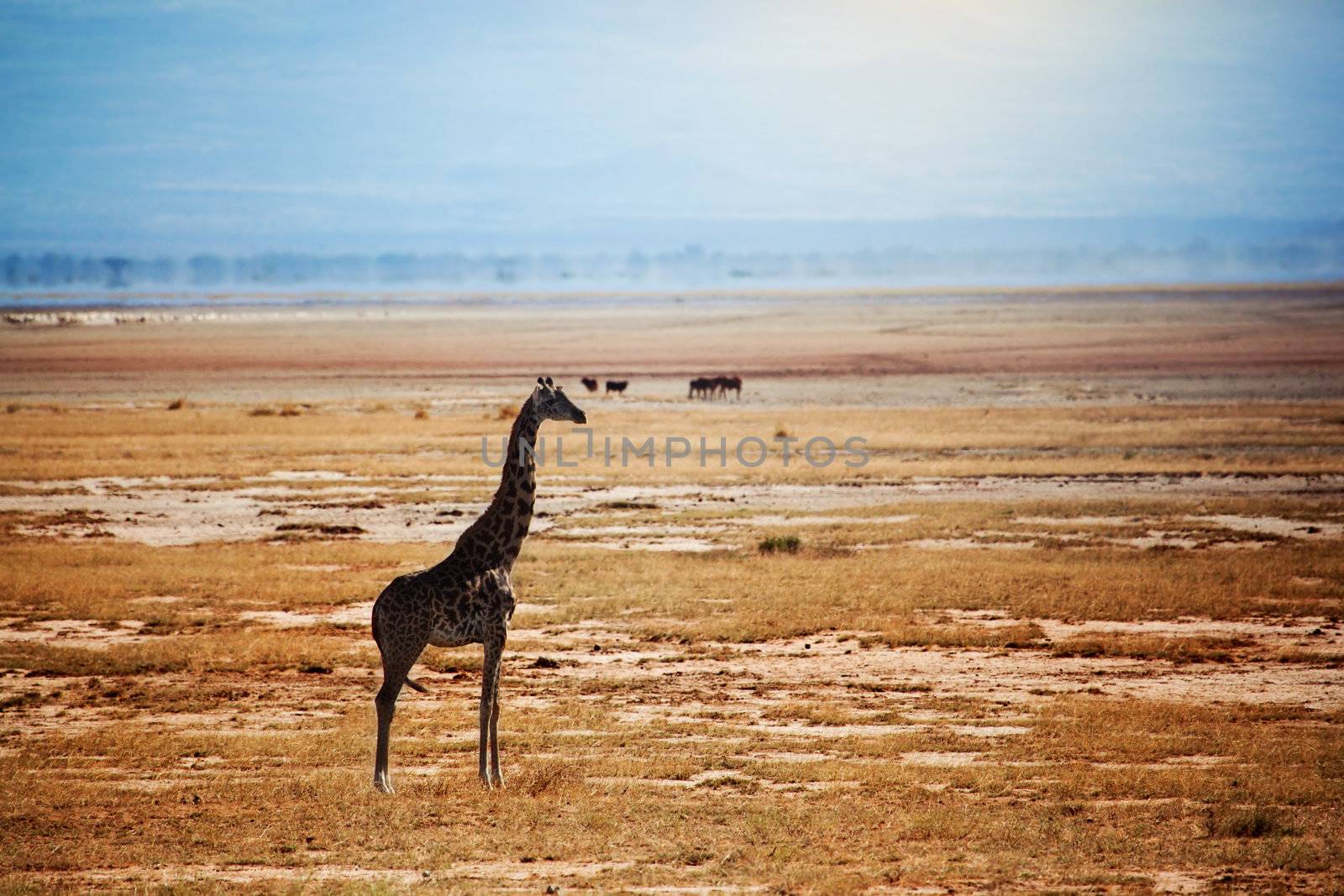 Single giraffe on savanna. Safari in Amboseli, Kenya, Africa