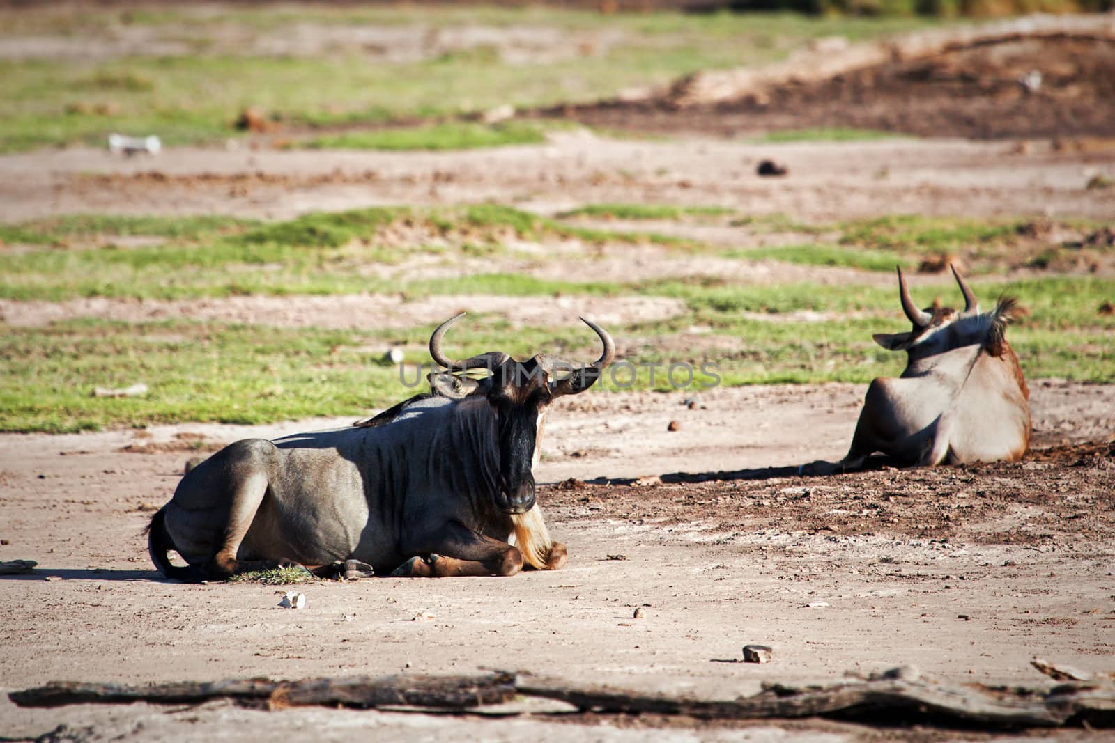 Wildebeests lying, Gnu on savanna. Safari in Amboseli, Kenya, Africa