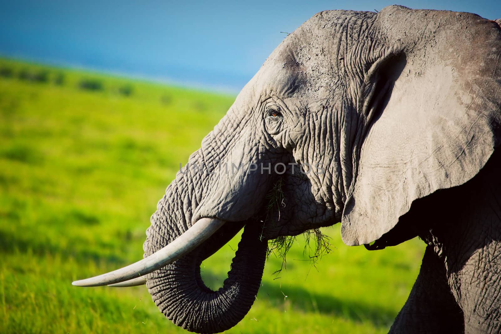 Elephant portrait close-up on African savanna. Safari in Amboseli, Kenya, Africa