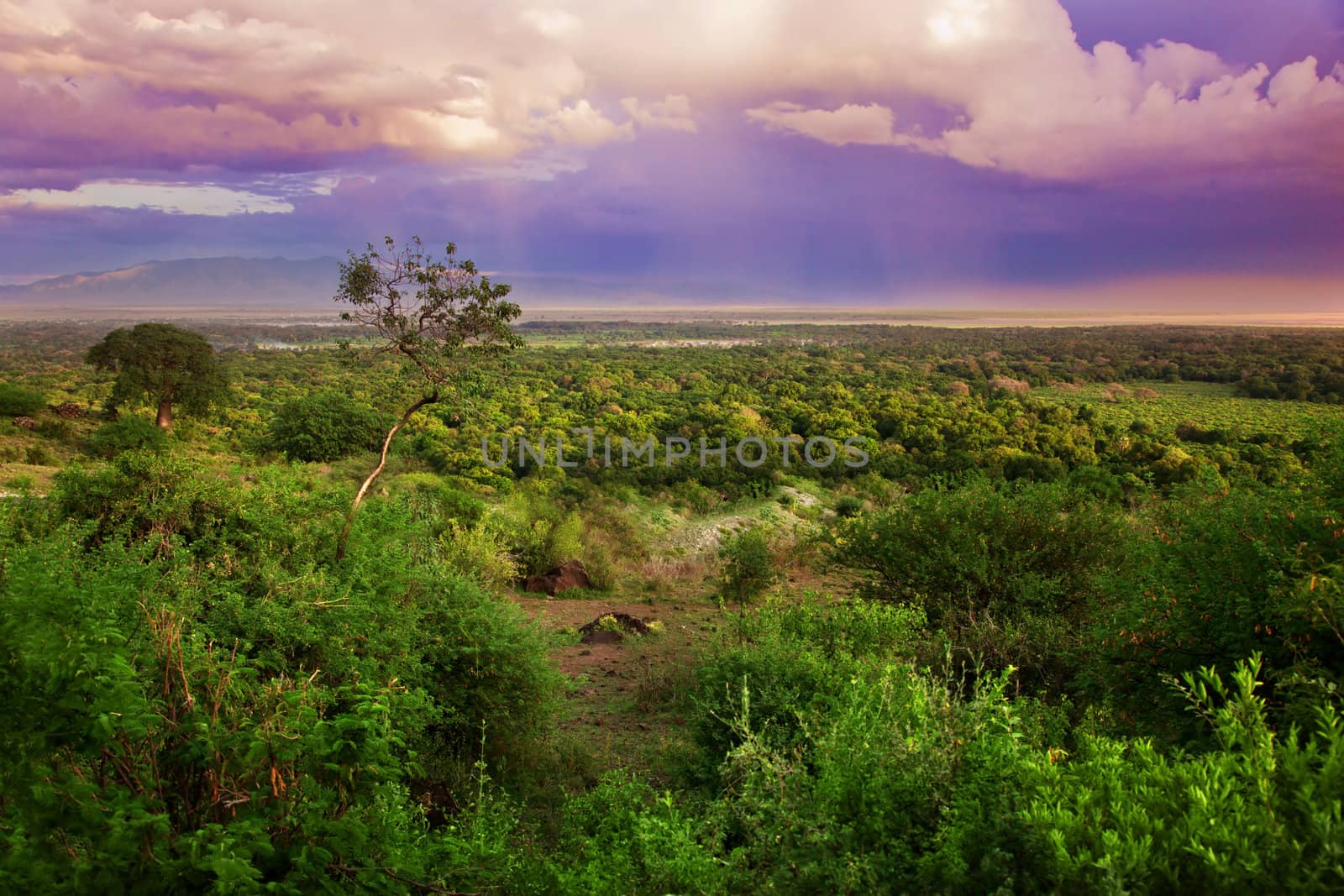 Bush in Tanzania, Africa. Sunset landscape
