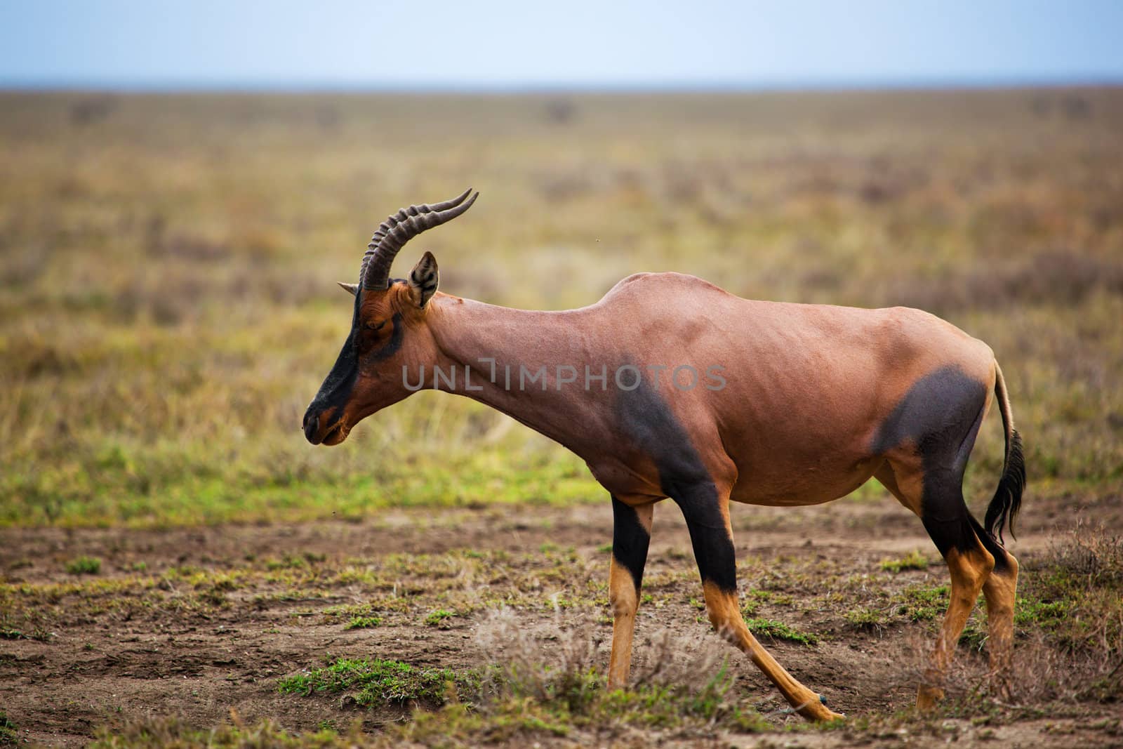 Topi, a grassland antelope on savanna in Africa. Safari in Serengeti, Tanzania