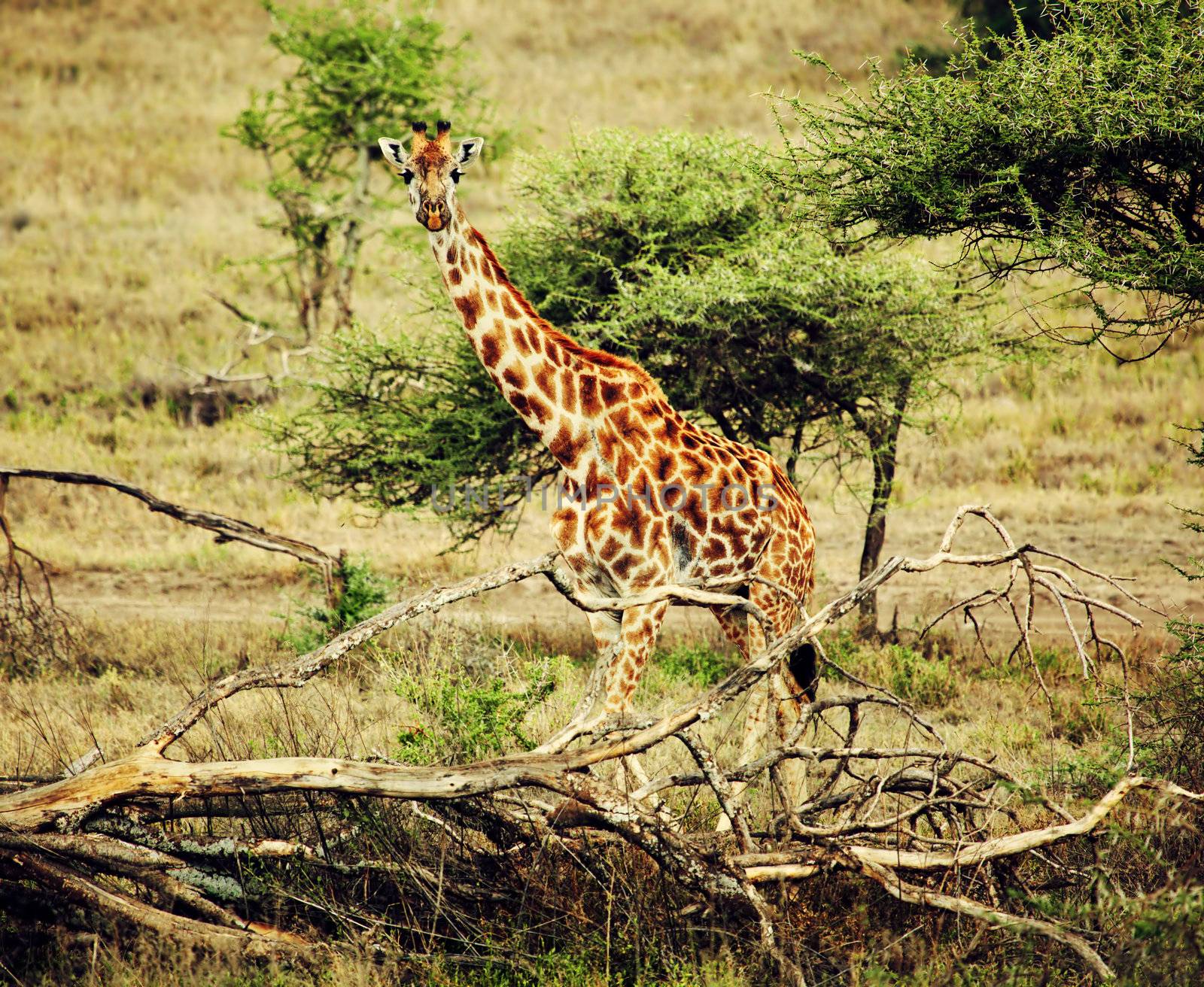 Giraffe on African savanna. Safari in Tanzania