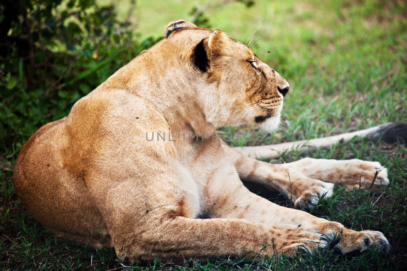 Female lion lying on savanna in Serengeti in Tanzania, Africa