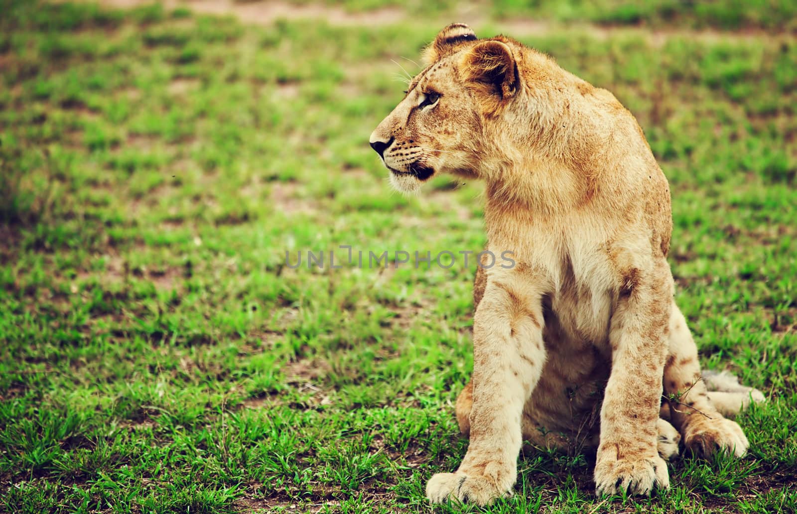 Small lion cub portrait on savanna in Africa. Safari in Serengeti, Tanzania