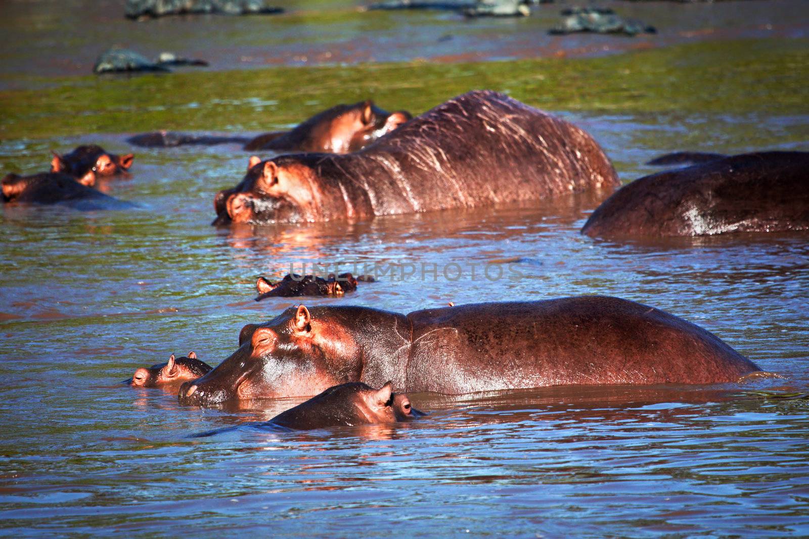Hippo, hippopotamus in river. Safari in Serengeti, Tanzania, Africa