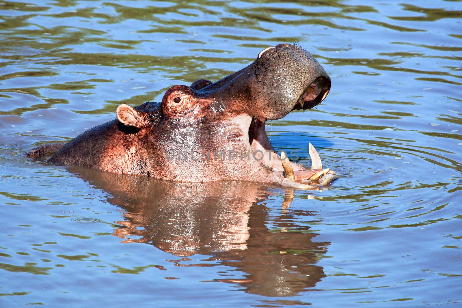 Hippo, hippopotamus with mouth open in river. Safari in Serengeti, Tanzania, Africa
