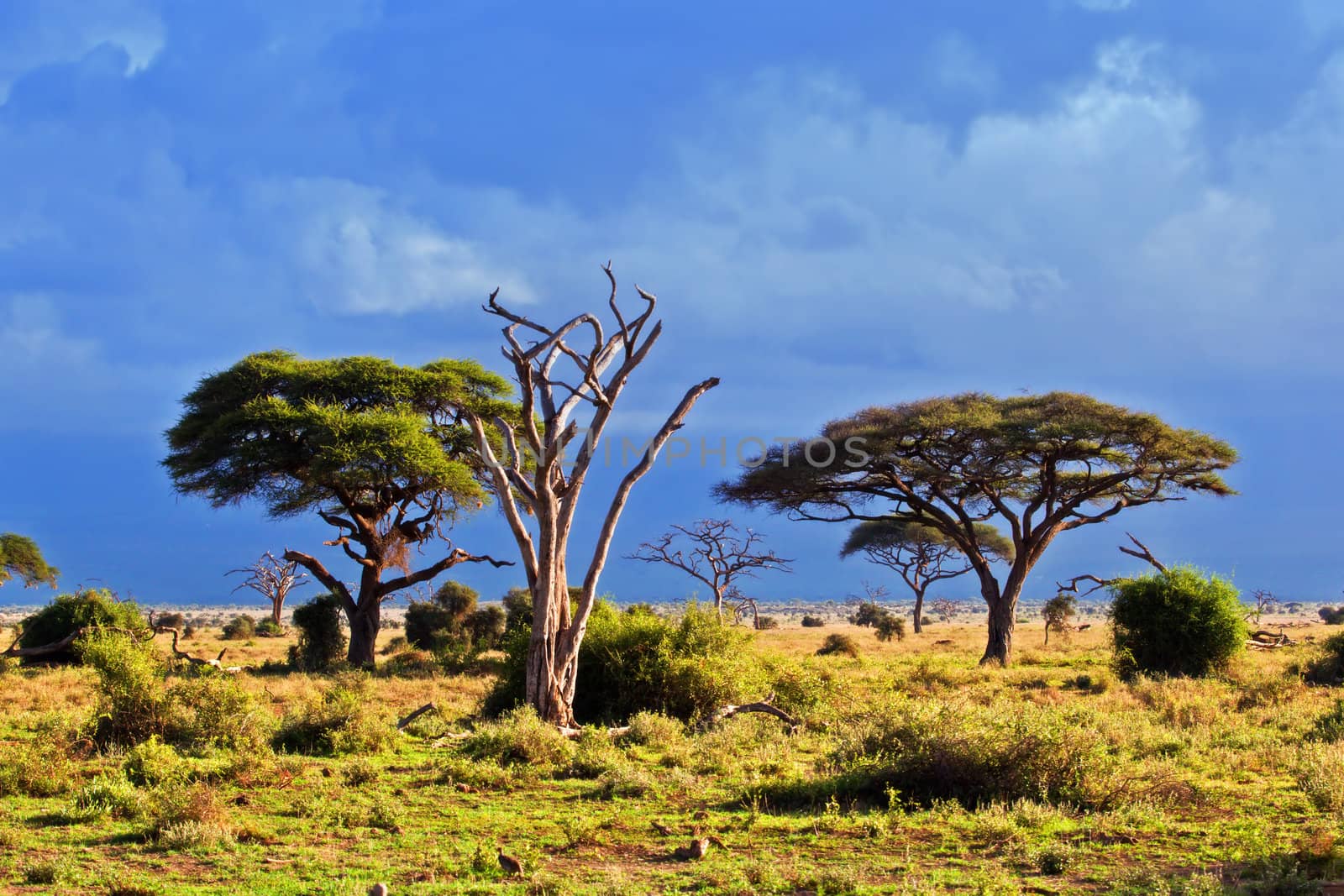 Savanna landscape and its flora in Africa, Amboseli, Kenya 