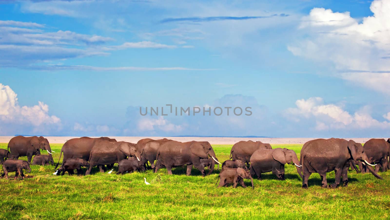 Elephants herd on African savanna. Safari in Amboseli, Kenya, Africa