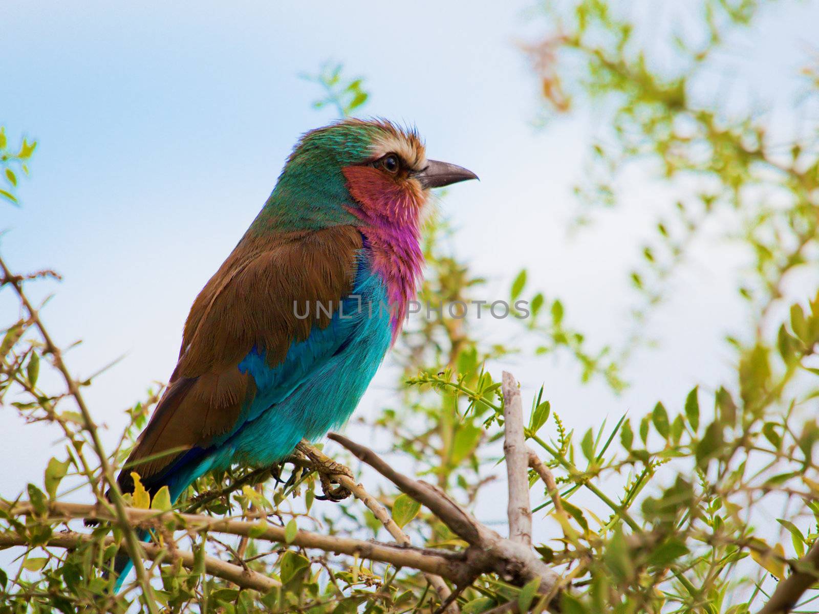 Lilac Breasted Roller bird. Safari in Amboseli, Kenya, Africa