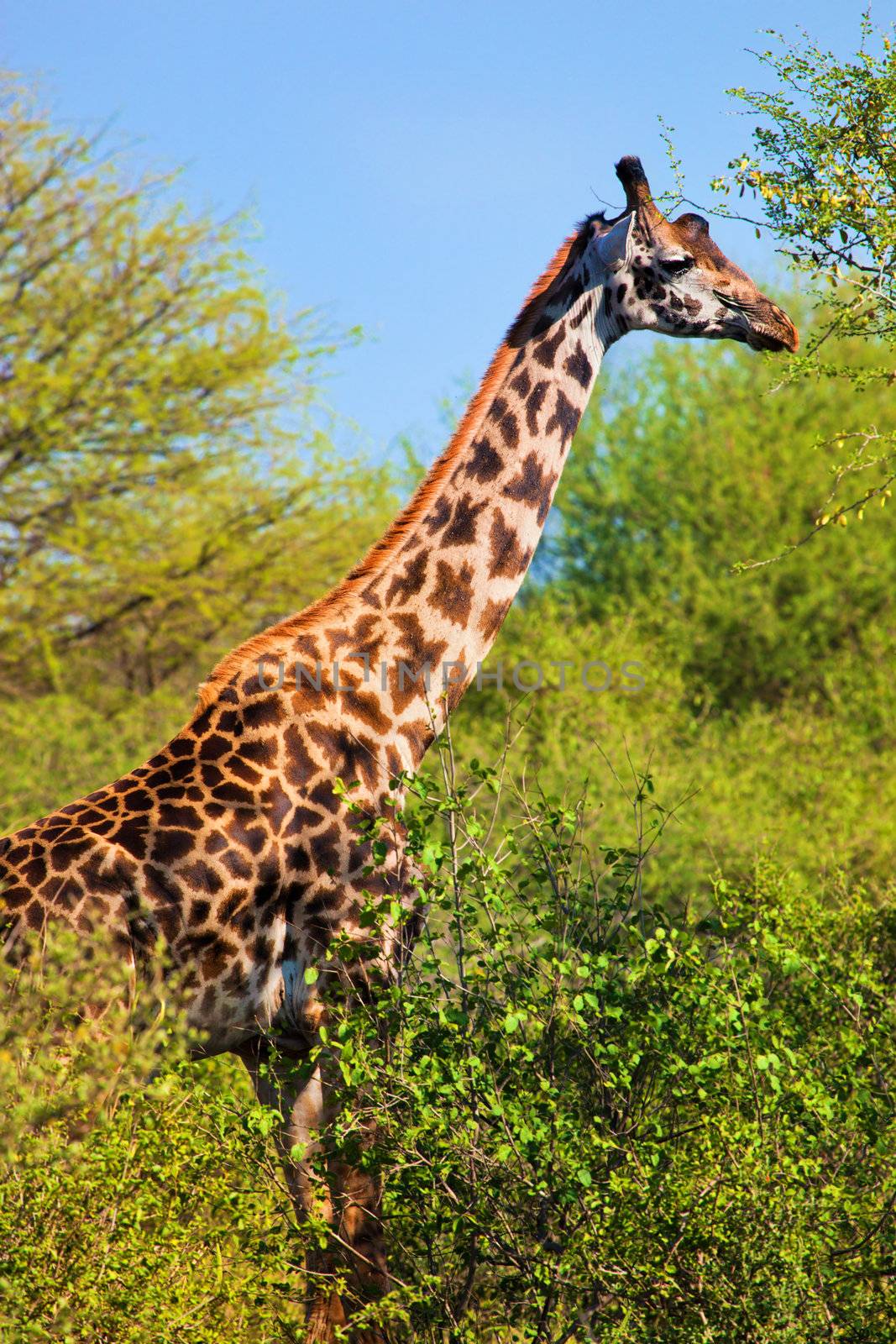 Giraffe among trees. Safari in Serengeti, Tanzania, Africa by photocreo