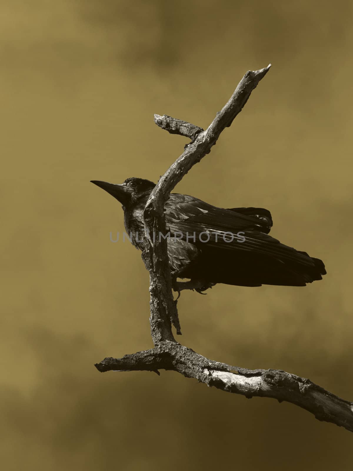 black raven sitting on dry tree