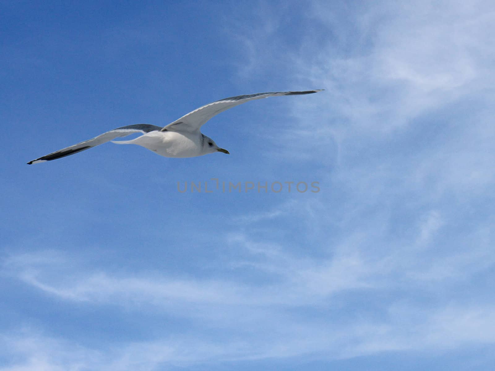 seagull by romantiche
