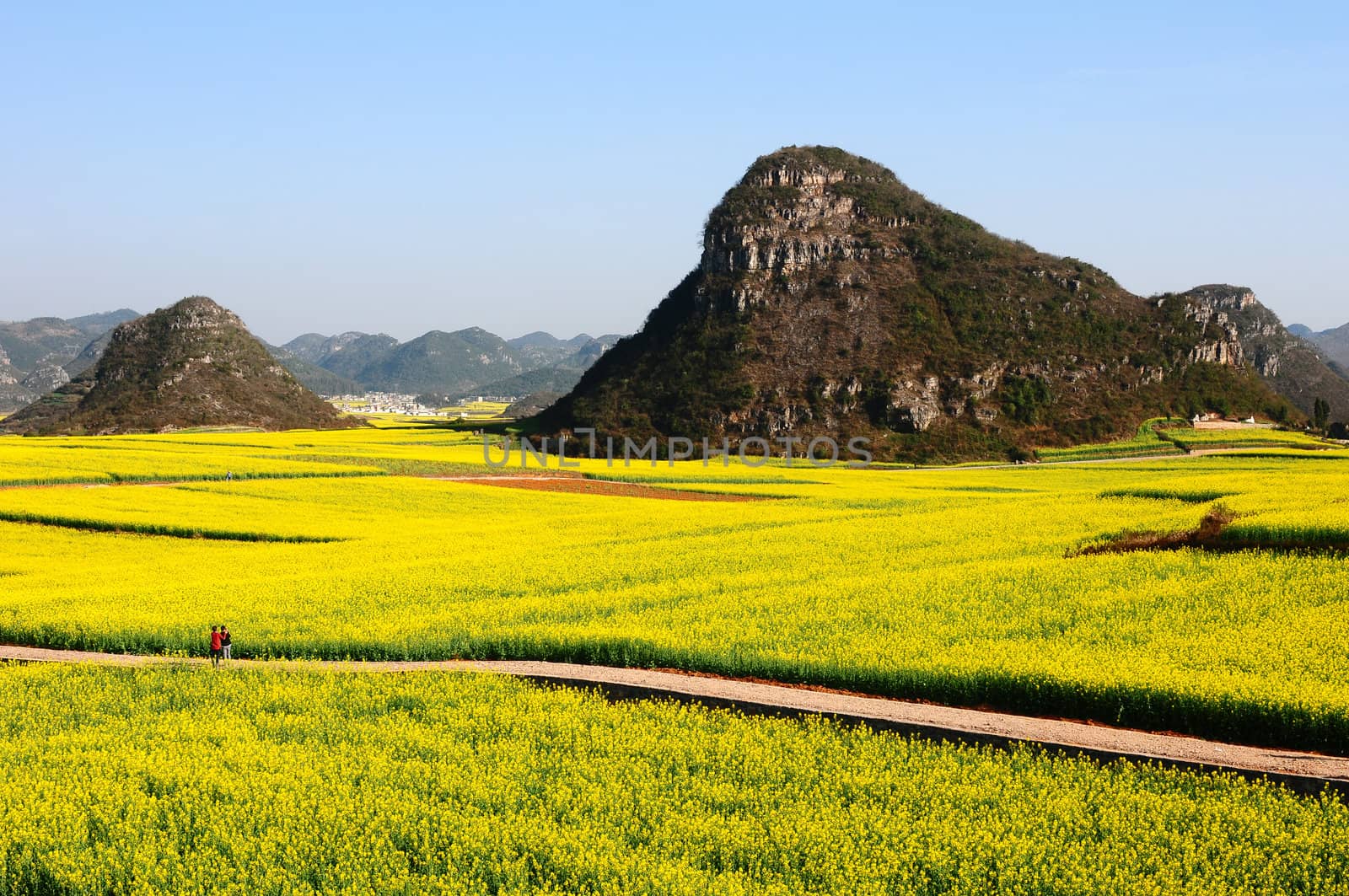 Landscape of blooming rapeseed fields