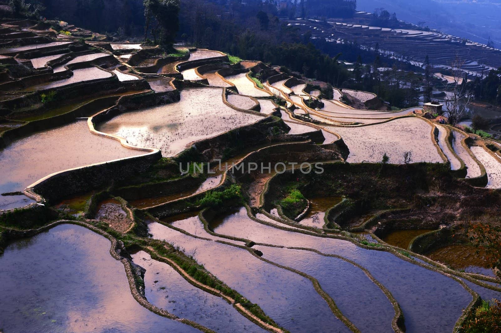 Famous Terraced rice Fields in Yunnan China