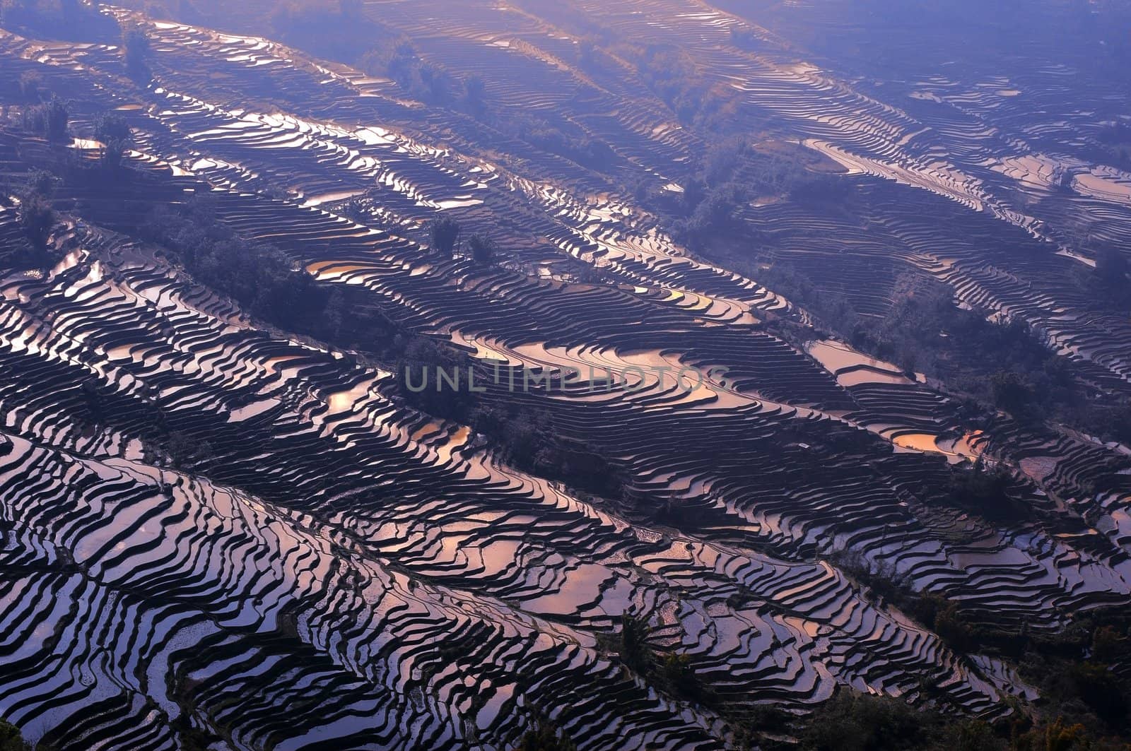 Famous Terraced rice Fields in Yunnan China