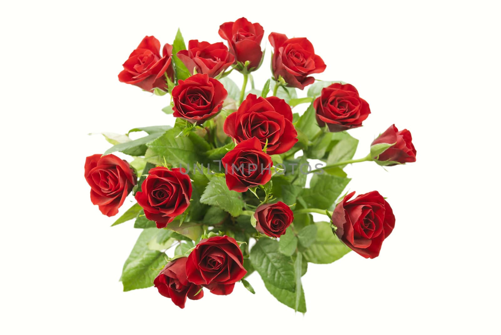 Bunch of red roses isolated on white background
