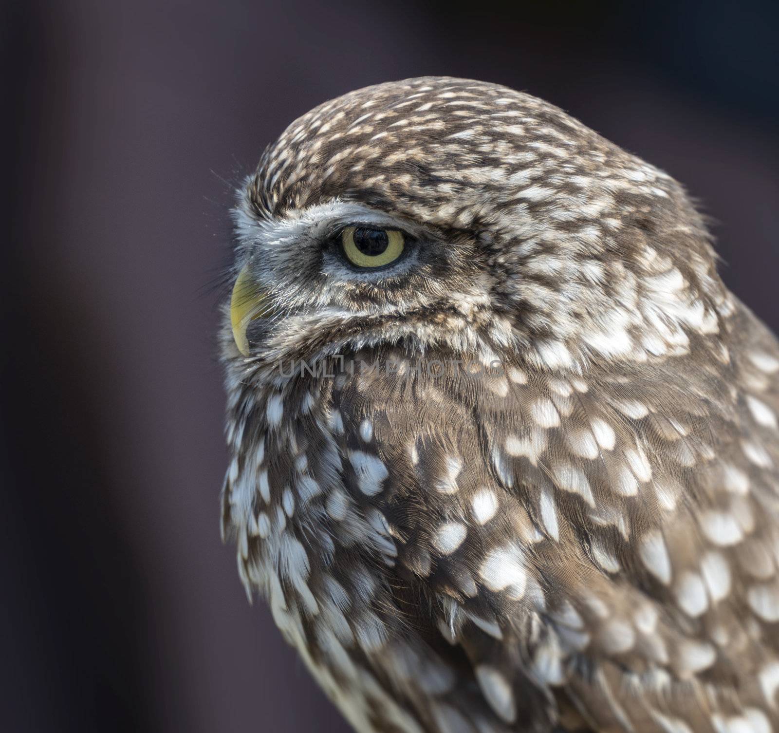 small screech owl on bird show