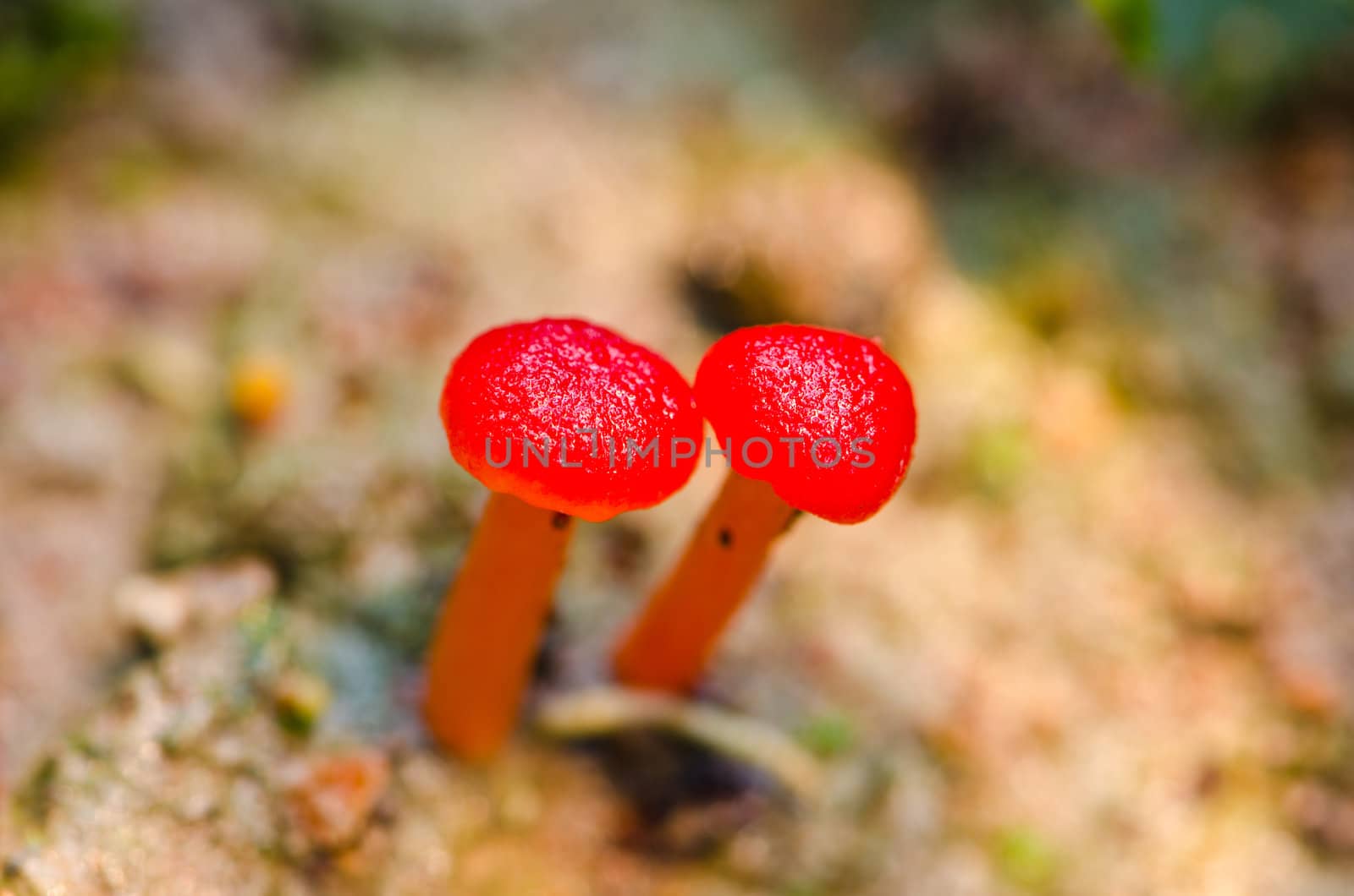 Red Mushroom Fungi in the tropical rain forest