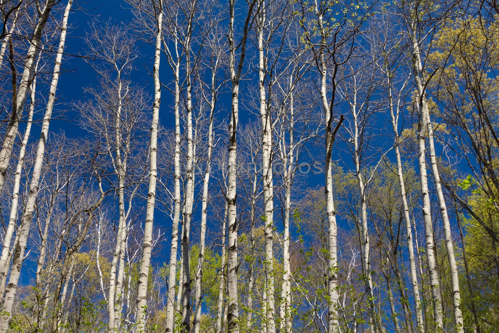 A Stand of Aspen in Early Spring