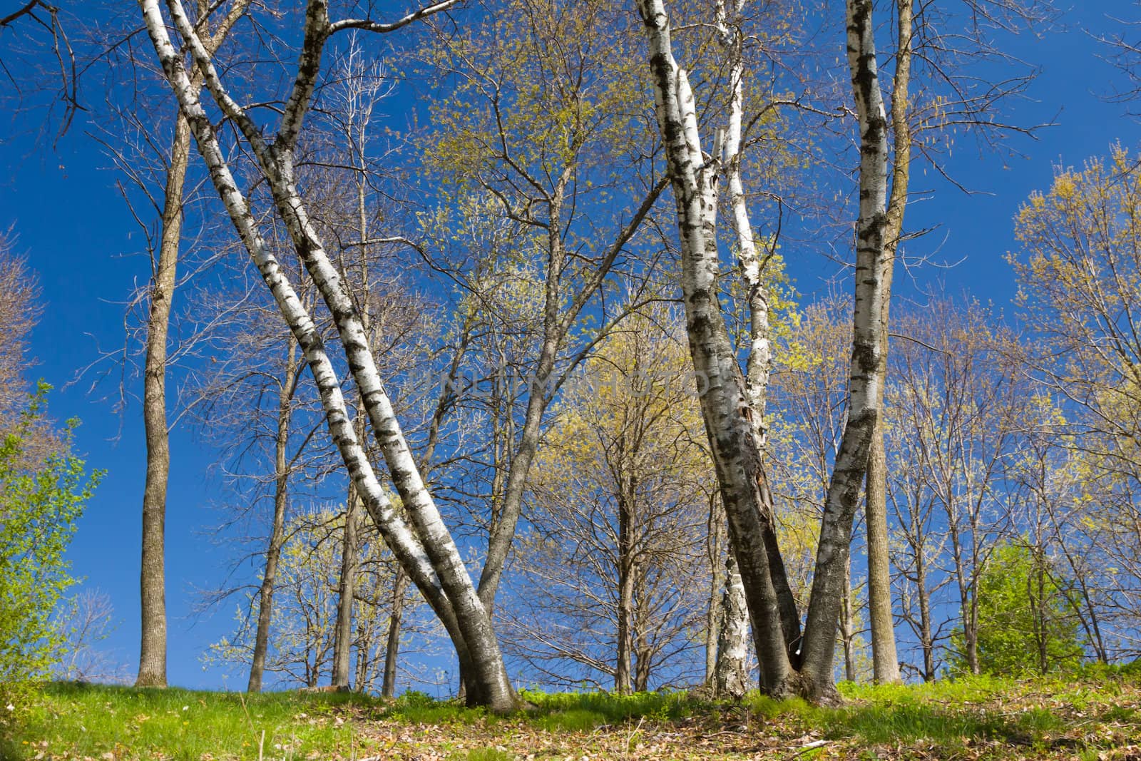 A Stand of Aspen in Early Spring