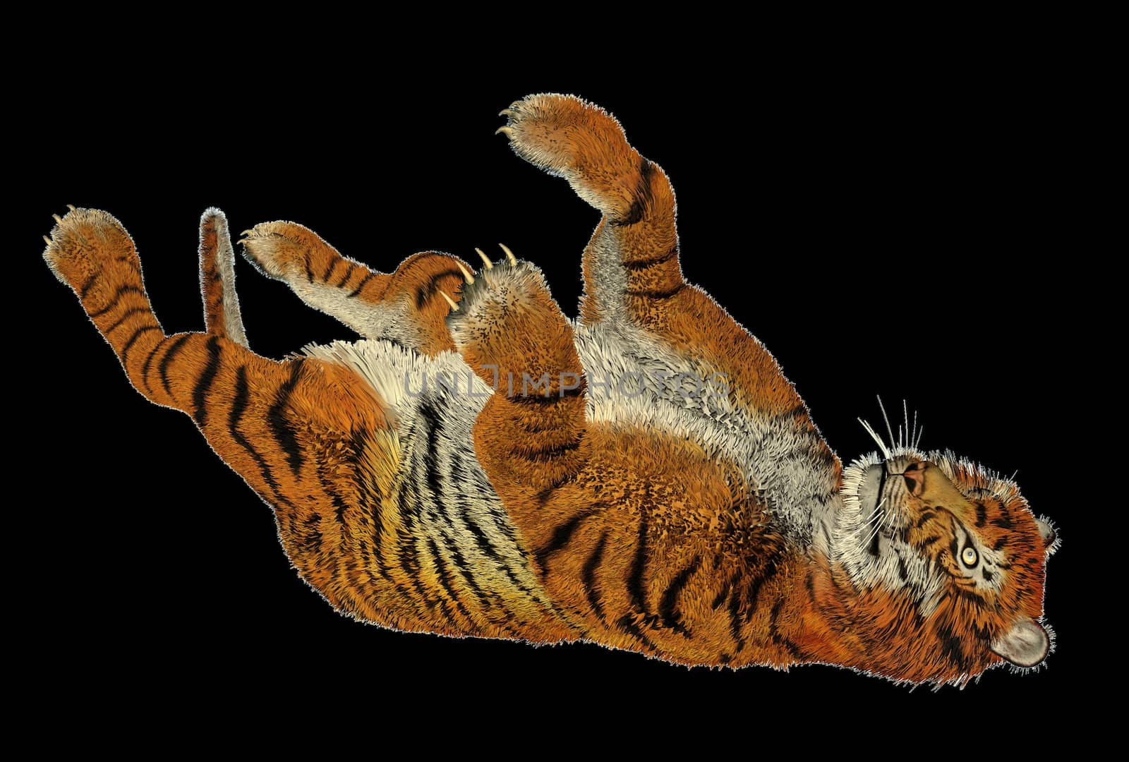 Big beautiful tiger playing in black background