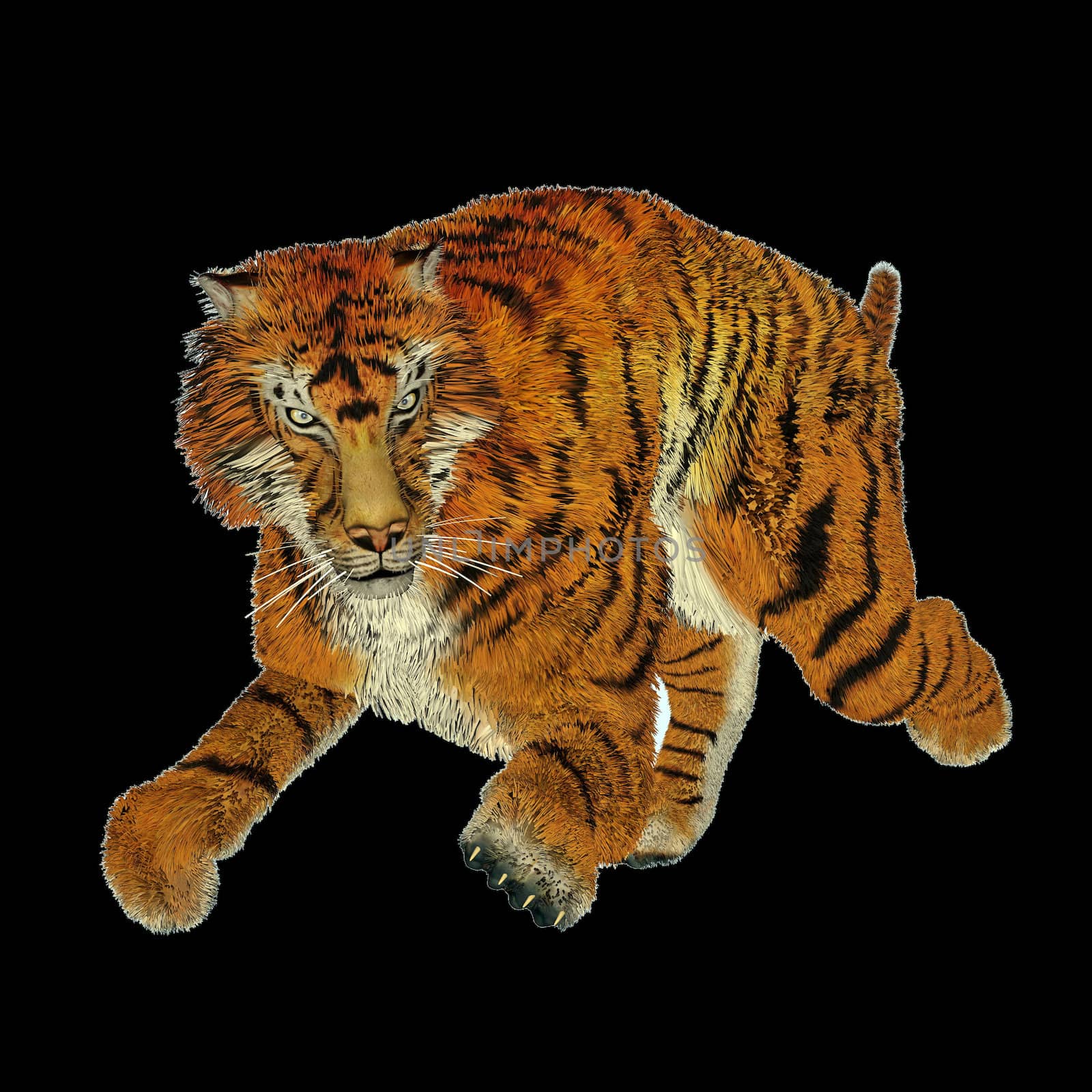 Big beautiful tiger running in black background