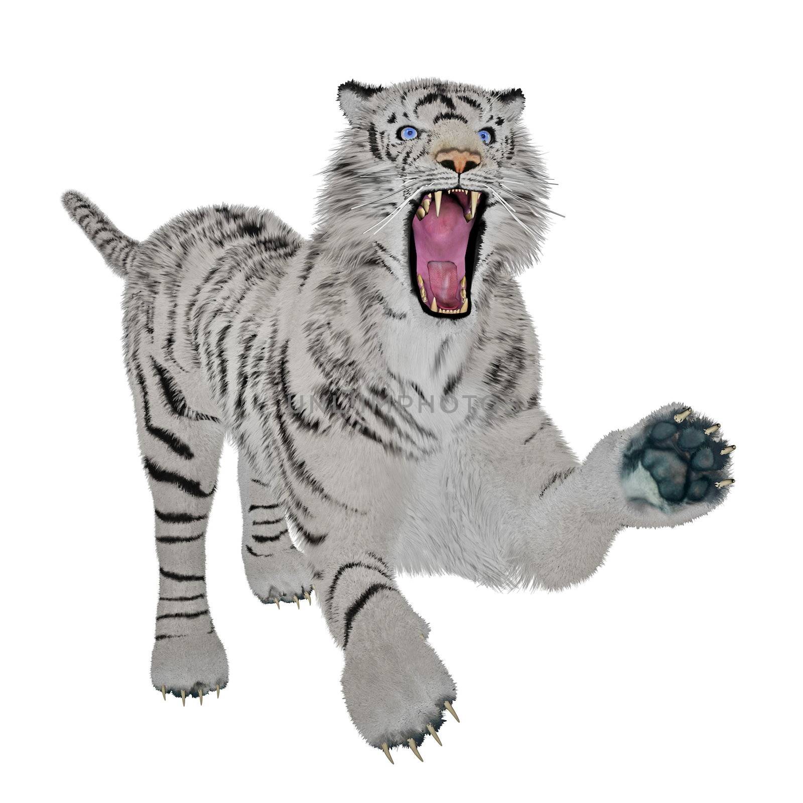 White tiger in attacking pose in white background
