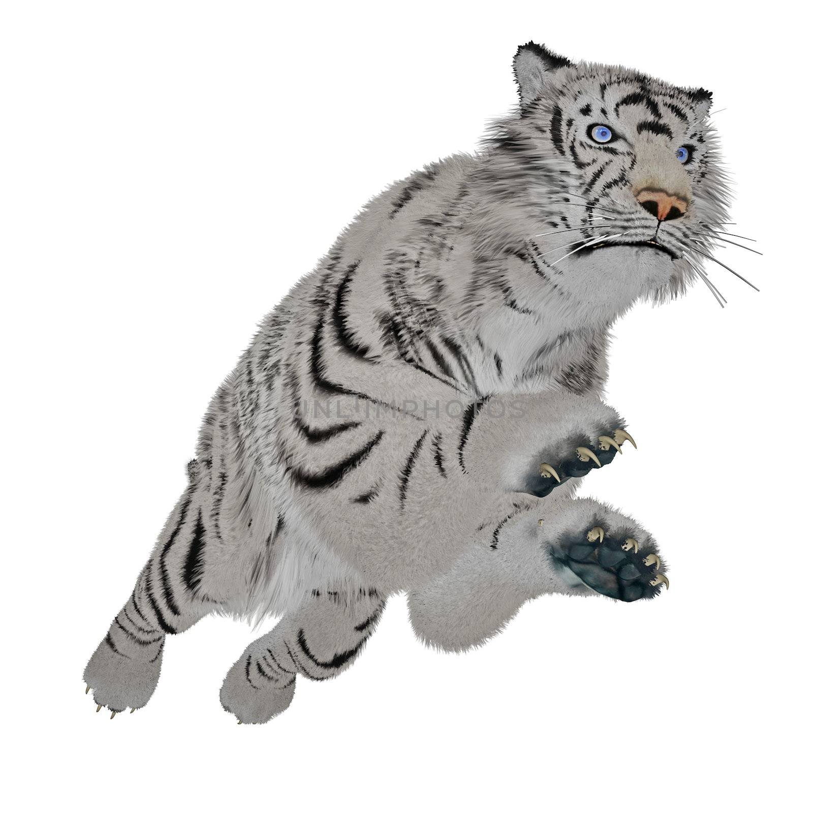 White tiger jumping in white background