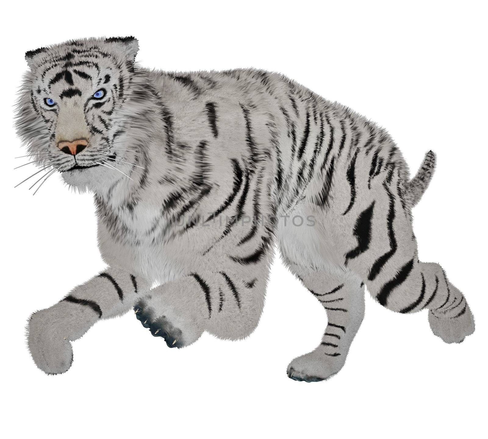 White tiger running in white background