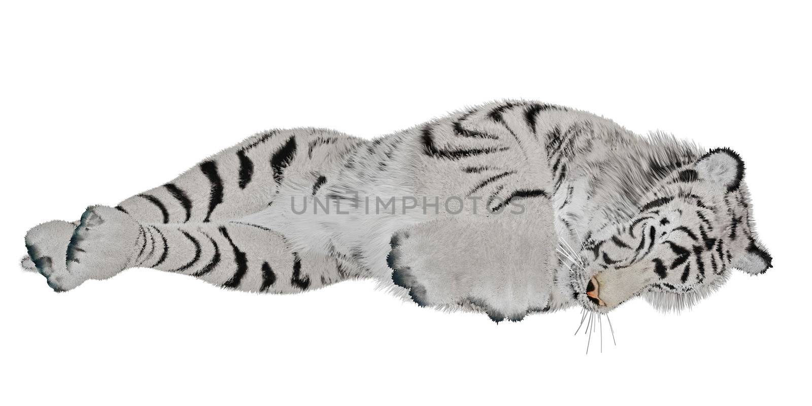 White tiger sleeping in white background