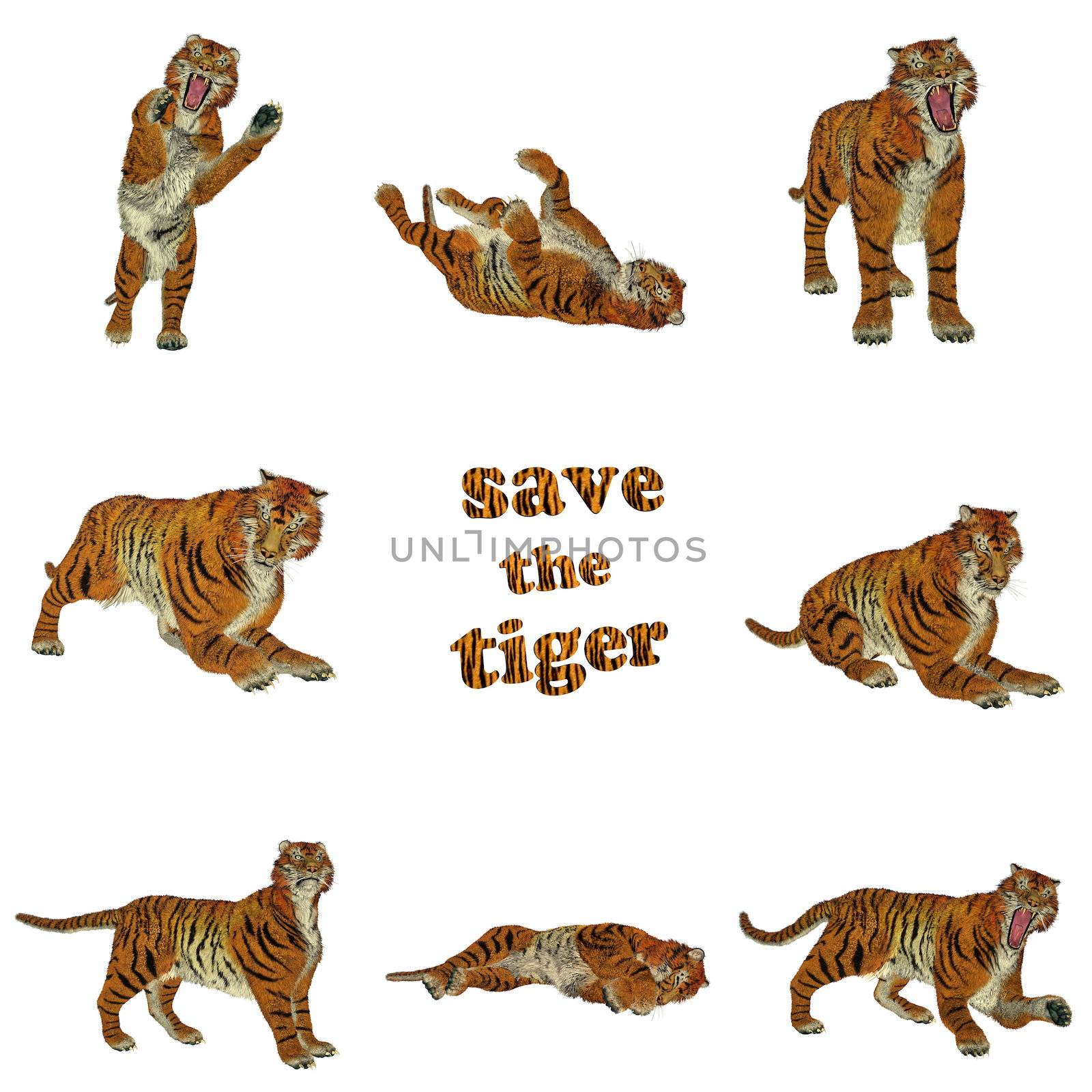 Set of eight big beautiful tiger poses in white background to save this animal