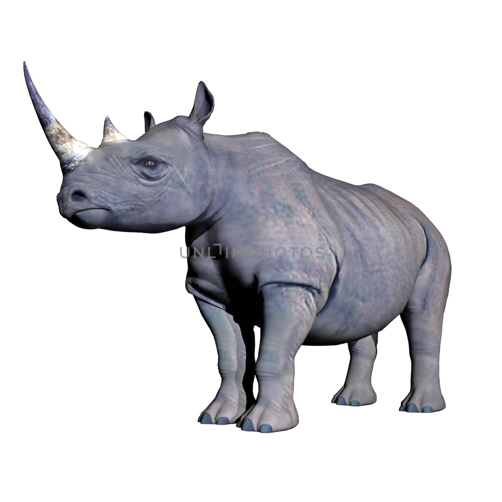 Rhinoceros standing by Elenaphotos21