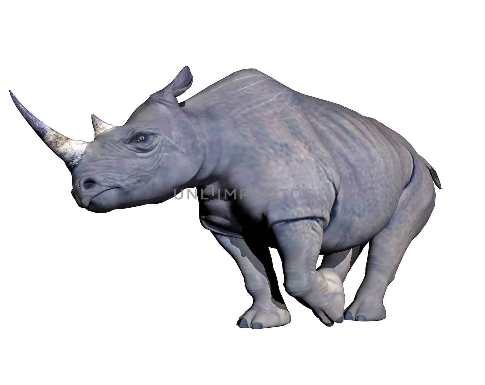 Grey rhinoceros charging in white background