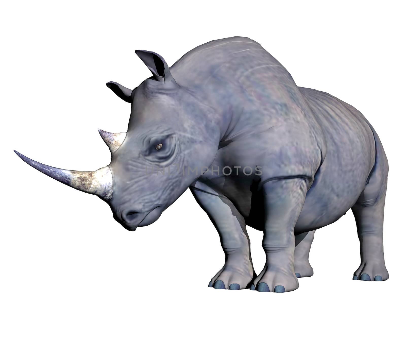 Rhinoceros head down by Elenaphotos21