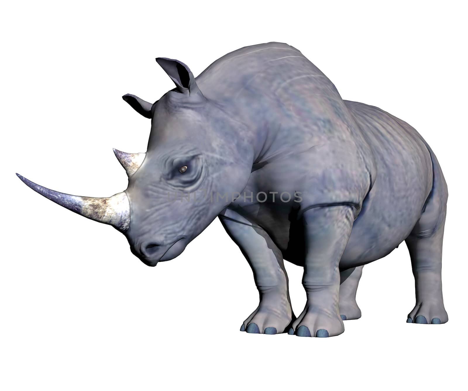 Grey rhinoceros head down in white background