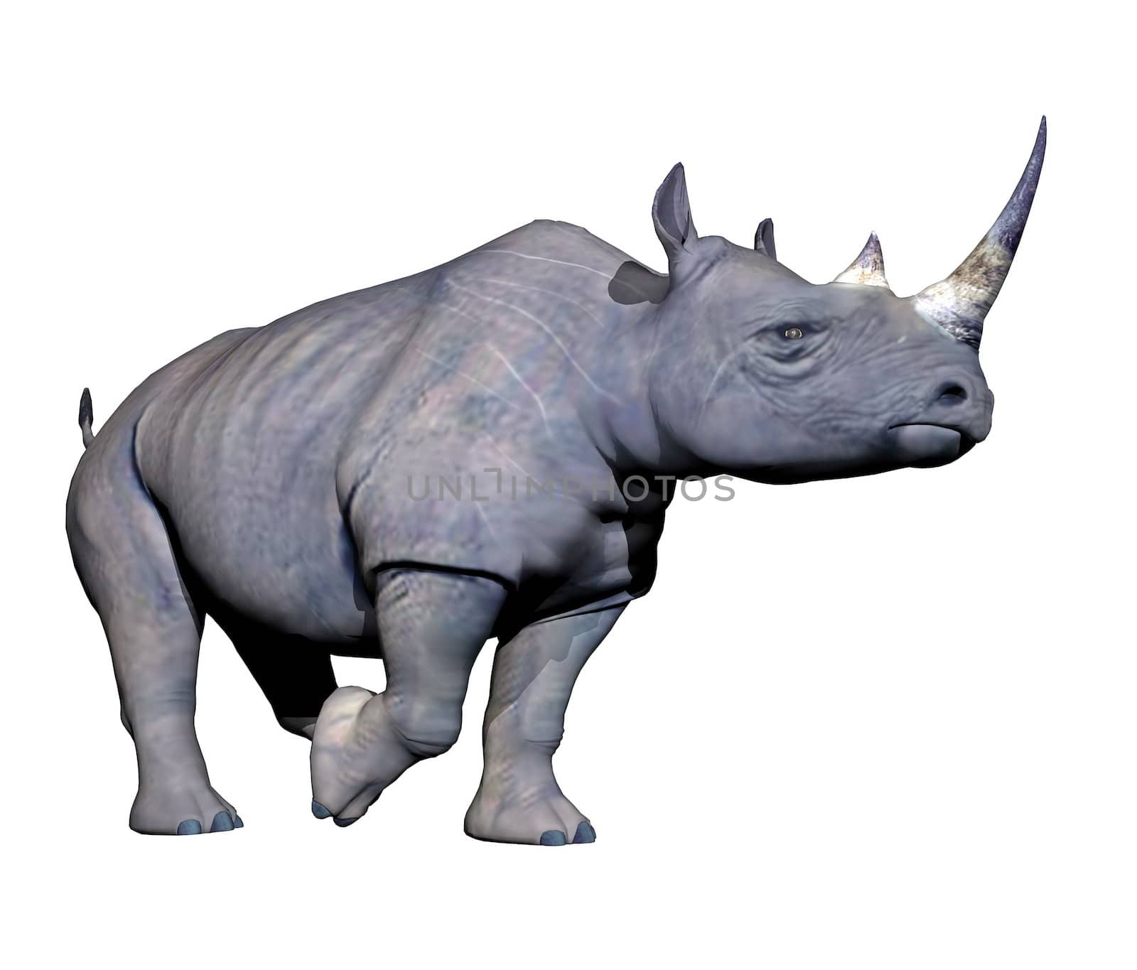 Grey rhinoceros running in white background