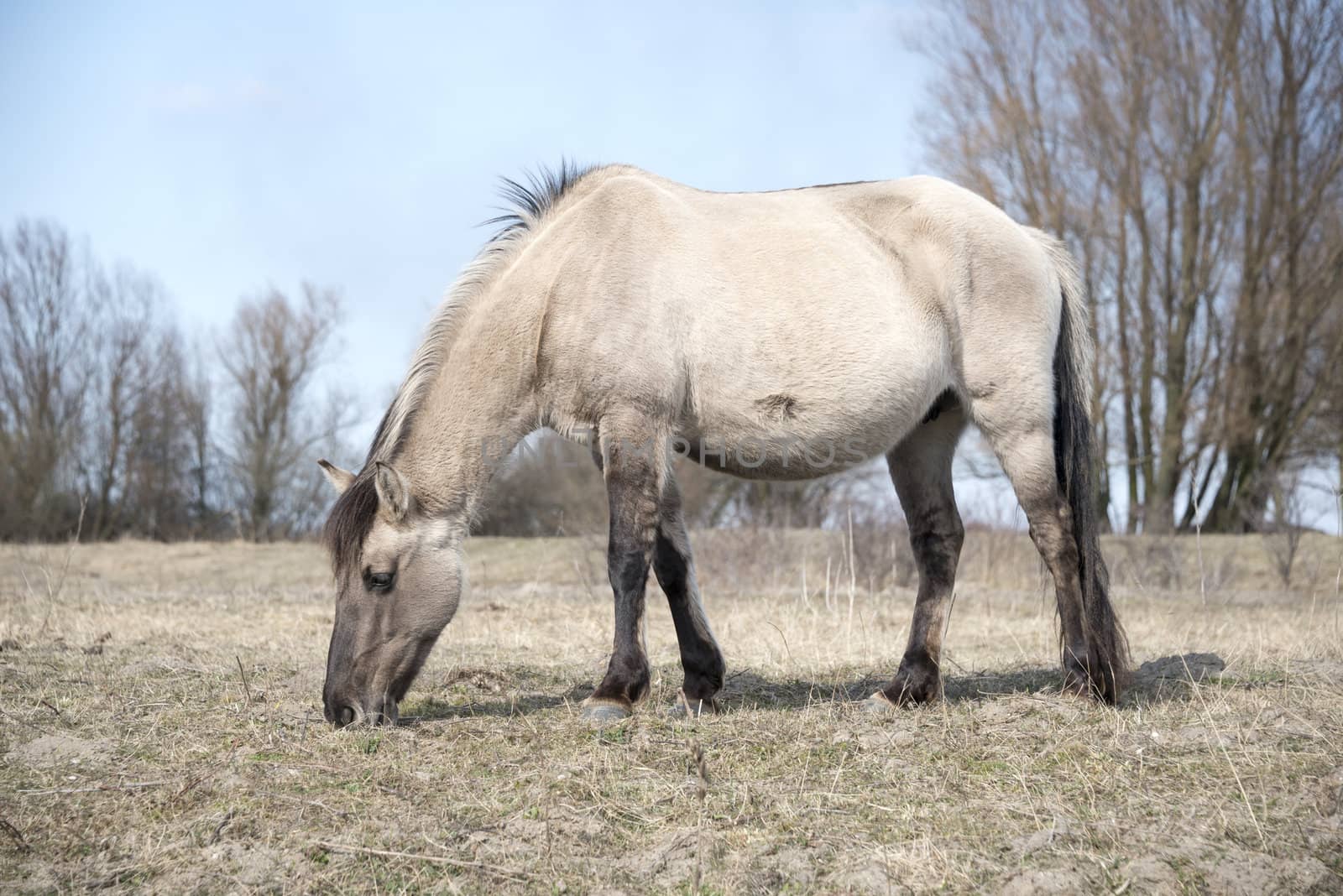 single brown horse on the filed