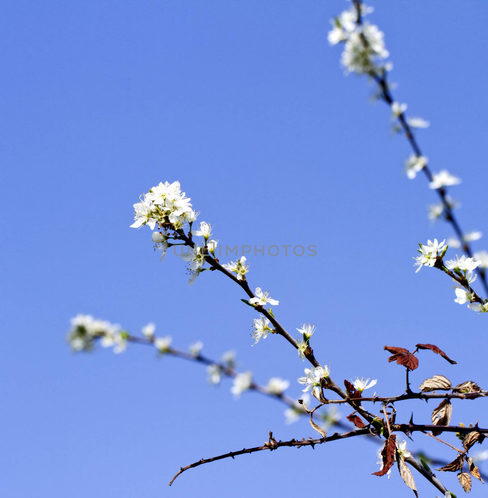 White cherry flowers in a branch from a tree