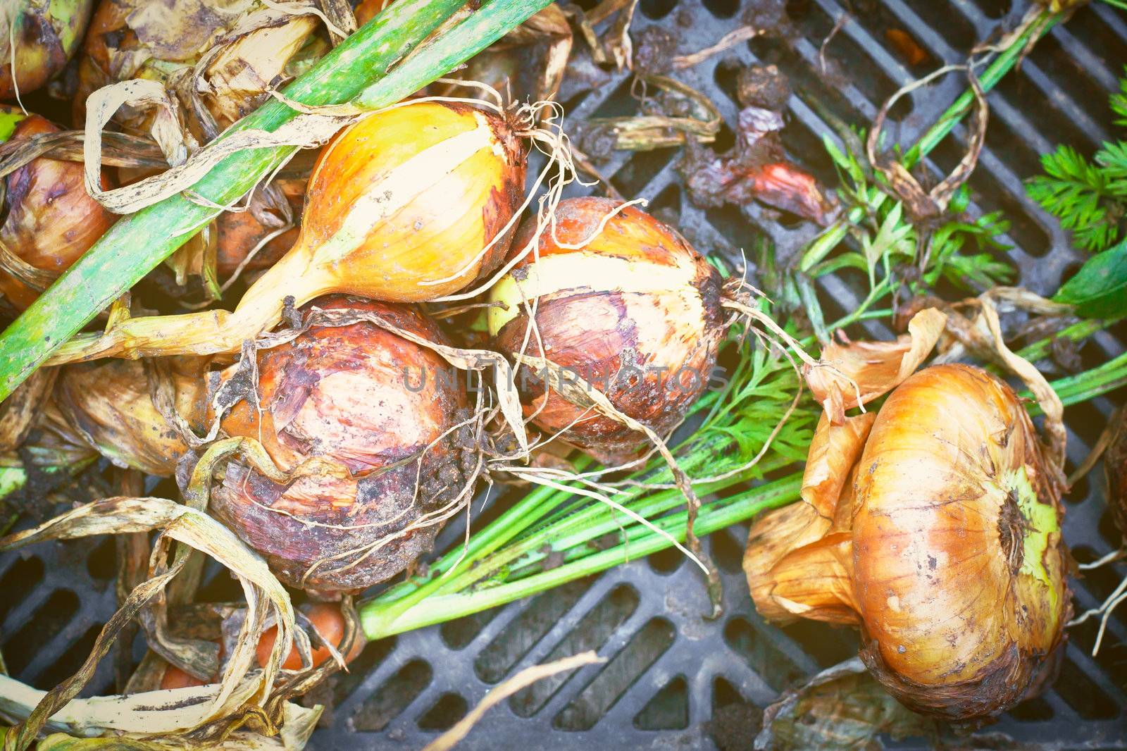 Onions in a crate at a farmers market