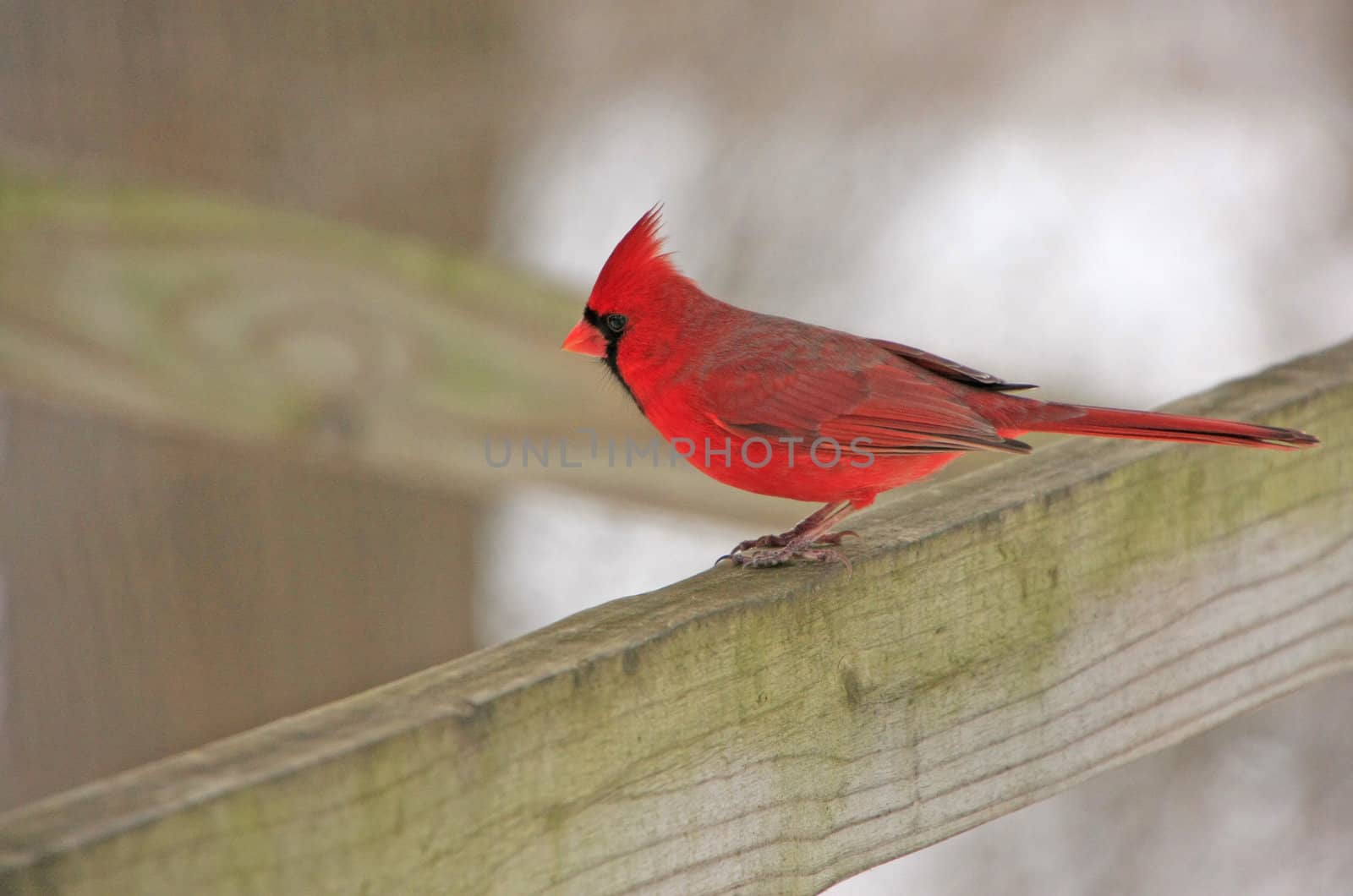 Northern Cardinal (Cardinalis cardinalis) by donya_nedomam